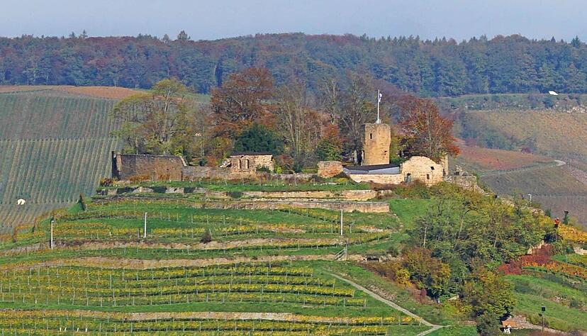 Sitz des Weinbauverbandes ist Weinsberg. Eines der Wahrzeichens des Weinbaus in W&uuml;rttemberg die dortige Burgruine Weibertreu