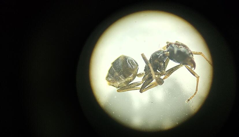 Das Foto zeigt eine Ameise der Gattung Tapinoma. Der Diplom-Biologe Dieter Veile hat im Weinsberger Tal offenbar Exemplare der invasiven Art gefunden. Das Foto zeigt eine Ameise der Gattung Tapinoma. Der Diplom-Biologe Dieter Veile hat im Weinsberger Tal offenbar Exemplare der invasiven Art gefunden.