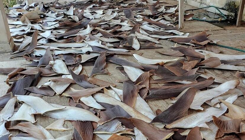 Die Ware gilt als besonders lukrativ.