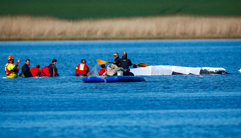 Helfer bereiten Gurte zum Ziehen des gestrandeten Buckelwals vor der Insel Poel vor.