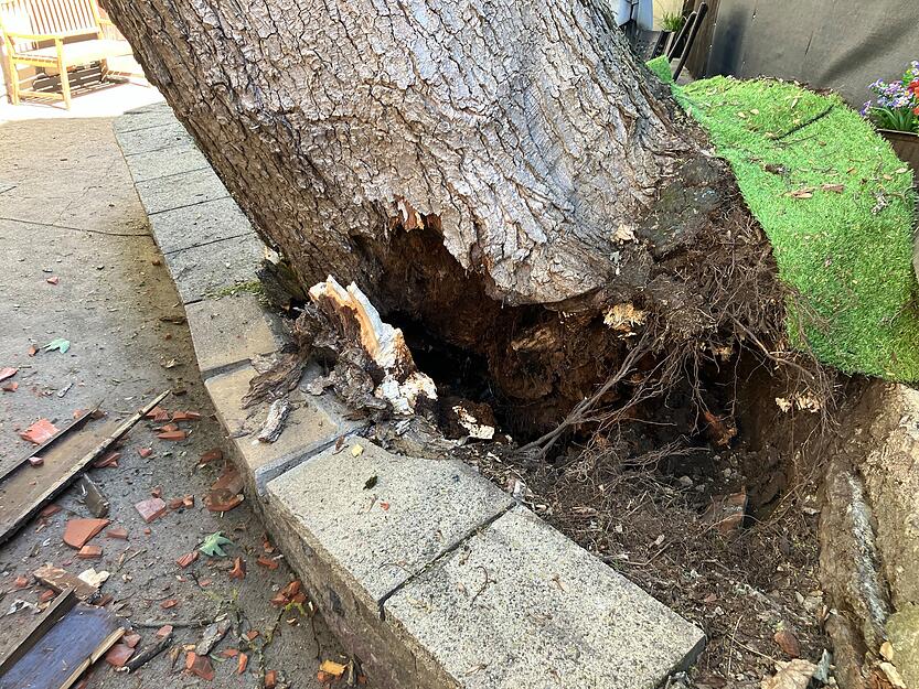 Laut dem B&uuml;rgermeister Andreas Zaffran ist die Ursache f&uuml;r den Baumsturz in Bad Wimpfen noch ungekl&auml;rt.