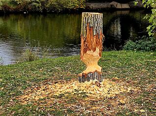 Biber zernagen Bäume im Stadtgebiet.