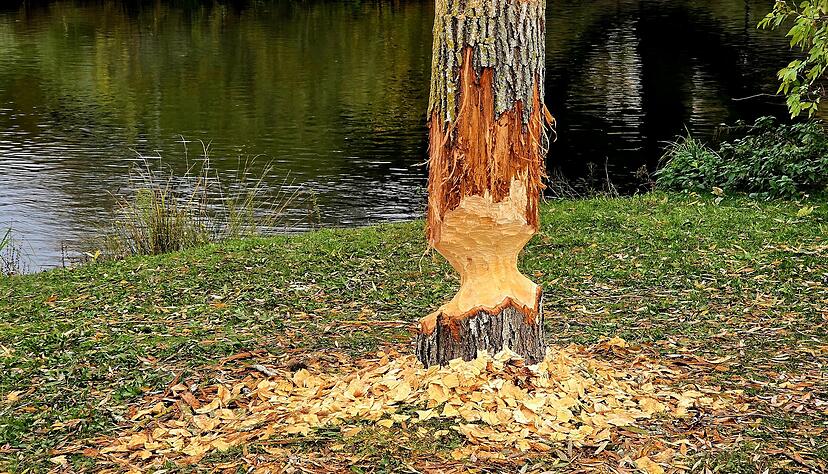 Biber zernagen Bäume im Stadtgebiet.