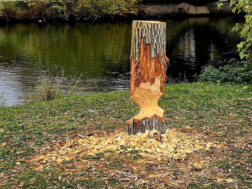 Biber zernagen Bäume im Stadtgebiet.