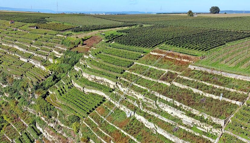 Brachliegende Weinberge wird es in Zukunft mehr geben. Der Weinanbau geht zur&uuml;ck.