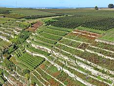 Brachliegende Weinberge wird es in Zukunft mehr geben. Der Weinanbau geht zur&uuml;ck.