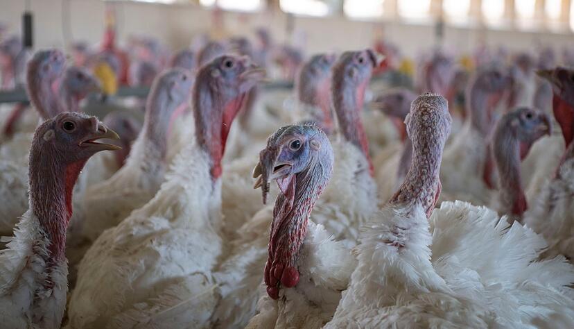 Das Bundesgericht hat ein Grundsatzurteil zur Putenhaltung gesprochen. (Archivbild)