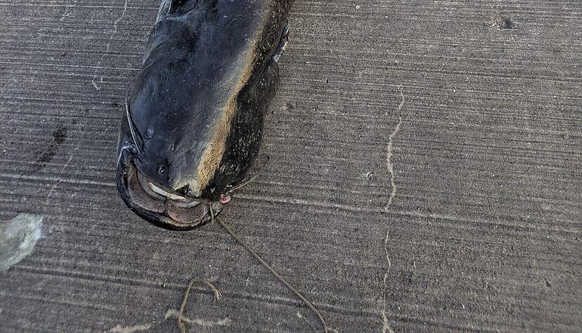 Ein toter Wels liegt am Ufer des Brombachsees in Mittelfranken. Die Polizei hat diesen erschossen, nachdem er mehrere Badegäste angegriffen hatte.