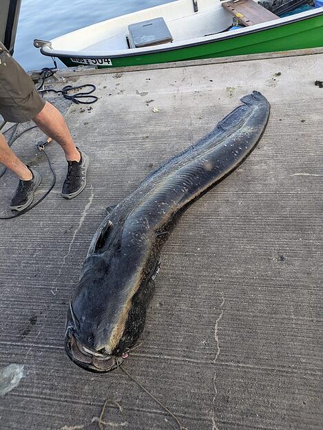 Ein toter Wels liegt am Ufer des Brombachsees in Mittelfranken. Die Polizei hat diesen erschossen, nachdem er mehrere Badeg&auml;ste angegriffen hatte.