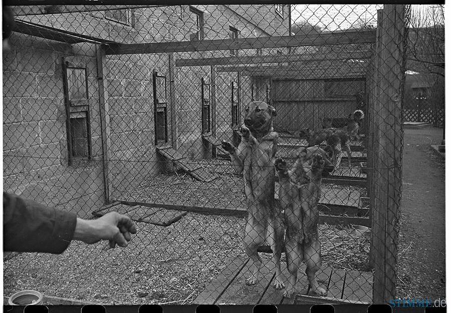 Zusammengestellt von Archiv und Dokumentation der Heilbronner Stimme
In den 1930er Jahren sind die Tiere in ausgedienten Bahnwaggons am Trappensee untergebracht, bis 1951 dort das Tierheim gebaut wird. Zusammengestellt von Archiv und Dokumentation der Heilbronner Stimme
In den 1930er Jahren sind die Tiere in ausgedienten Bahnwaggons am Trappensee untergebracht, bis 1951 dort das Tierheim gebaut wird.