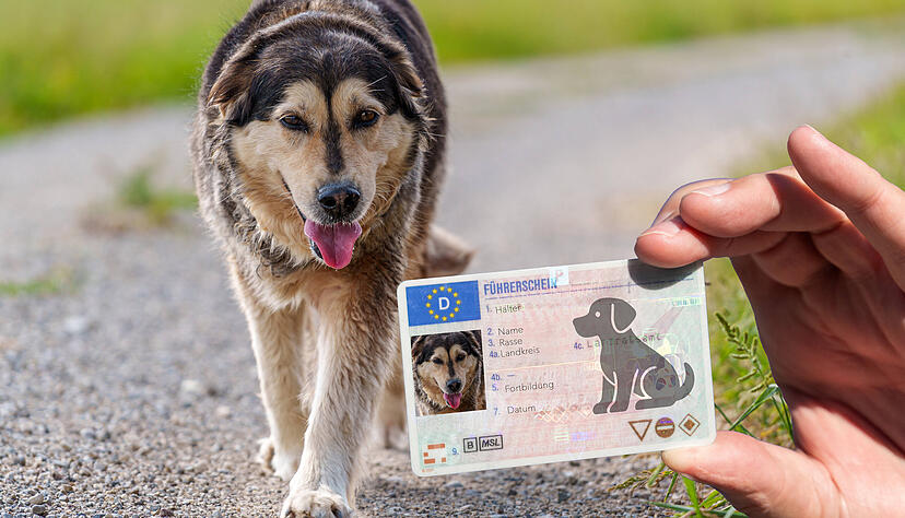 Der sogenannte Hundef&uuml;hrerschein ist in Baden-W&uuml;rttemberg nach wie vor nicht verpflichtend, obwohl das im gr&uuml;n-schwarzen Koalitionsvertrag vereinbart worden war.