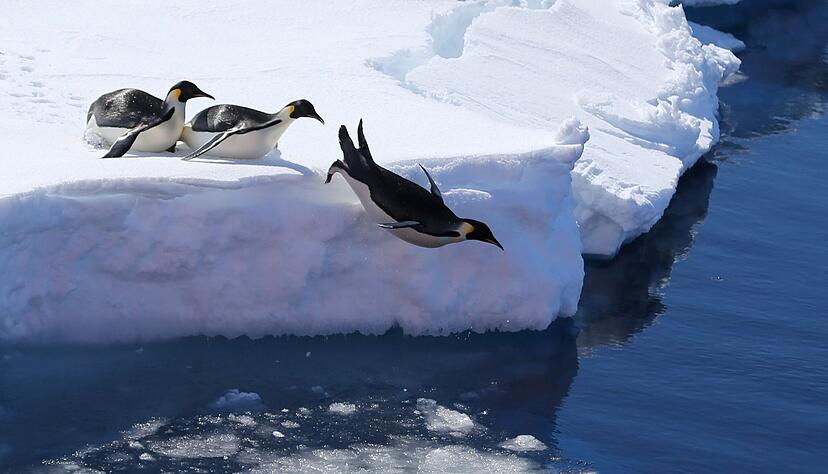 Die Vogelgrippe bedroht nach Einsch&auml;tzung von Forschern auch Pinguine. (Archivbild)