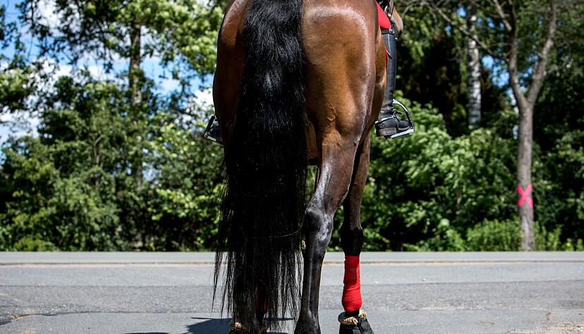 Auch Reiter unterliegen der Stra&szlig;enverkehrsordnung: Wer zu Pferd unterwegs ist, muss sich an Verkehrsregeln wie das Rechtsfahrgebot und Ampelschaltungen halten.