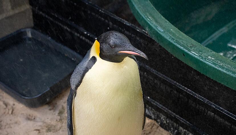 Der Kaiserpinguin wurde von einer Vogelpflegerin aufgepäppelt (Handout). Der Kaiserpinguin wurde von einer Vogelpflegerin aufgepäppelt (Handout).