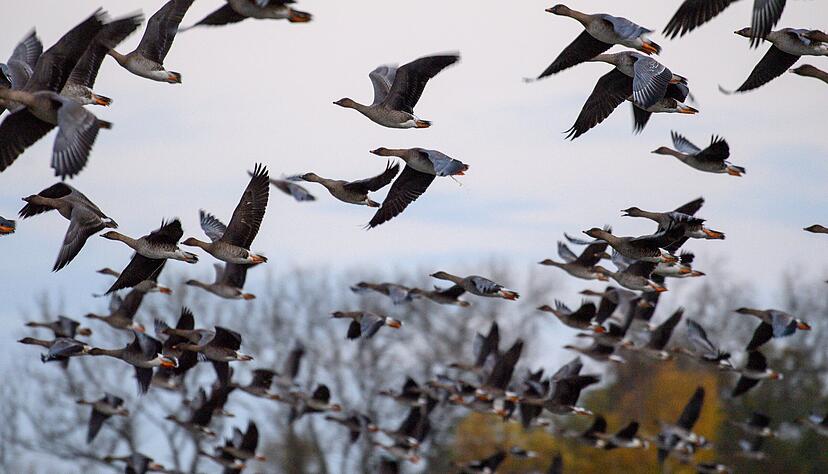 Am Breitenauer See ist ein Fall von Vogelgrippe nachgewiesen worden.