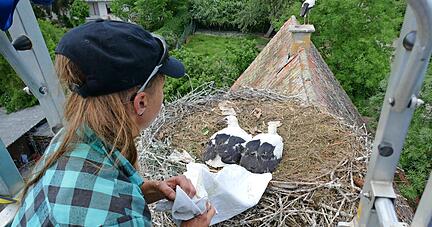 Gleich wird Judith Opitz die Storchenküken mit noch grauen Schnäbeln nacheinander aus dem Nest holen, beringen und wiegen.
Foto: Helga El-Kothany