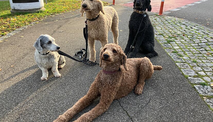 "Bleib." Die Pudel und Mischling Nino gehorchen aufs Kommando. "Bleib." Die Pudel und Mischling Nino gehorchen aufs Kommando.