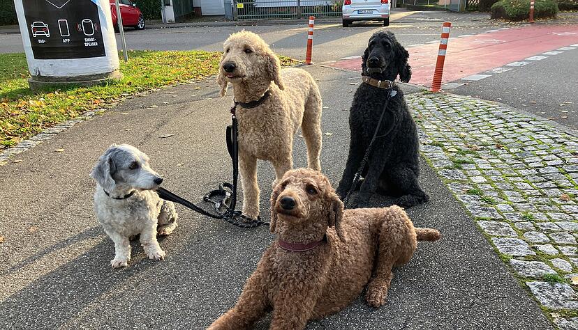 Die Stadt Heilbronn erh&ouml;ht die Hundesteuer.