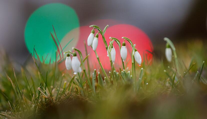 Die ersten Schneegl&ouml;ckchen wagen sich aus der Erde. (Archivbild)