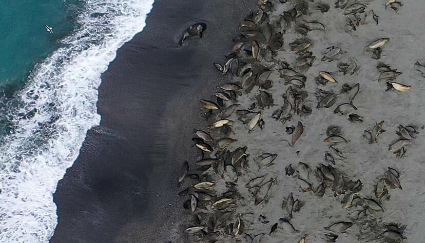 Das Virus wurde aber auch bei mehreren Säugetieren gefunden. Das Virus wurde aber auch bei mehreren Säugetieren gefunden.
