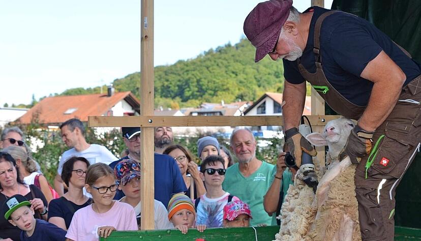 Andreas Mahr demonstriert den Besuchern in Gronau, wie ein Schaf zu scheren ist. Die Wolle wird anschließend von der Bekleidungsindustrie weiterverarbeitet.
Fotos: Stefanie Pfäffle Andreas Mahr demonstriert den Besuchern in Gronau, wie ein Schaf zu scheren ist. Die Wolle wird anschließend von der Bekleidungsindustrie weiterverarbeitet.
Fotos: Stefanie Pfäffle
