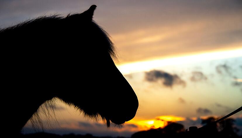 In B&ouml;tzingen kam es zu einem Unfall mit einem Pferd (Symbolbild)