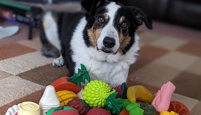Der elf Jahre alte Border Collie-Rüde Bryn aus Großbritannien kennt die Namen von etwa 100 Spielzeugen. Der elf Jahre alte Border Collie-Rüde Bryn aus Großbritannien kennt die Namen von etwa 100 Spielzeugen.