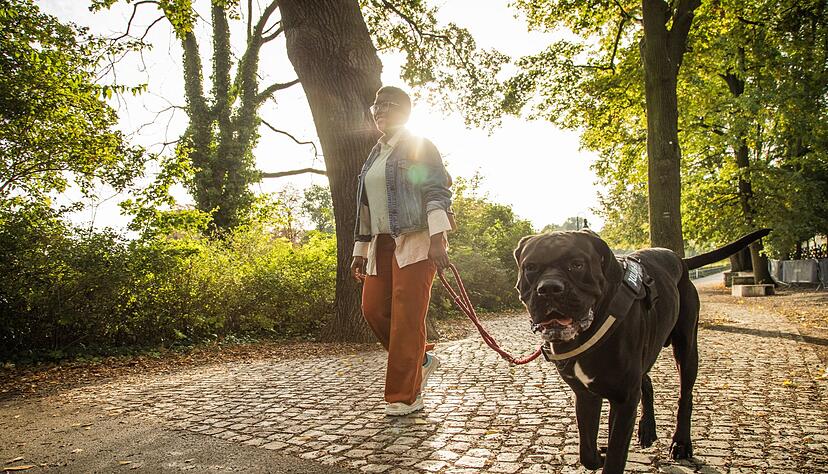 Ist die Wunschrasse erlaubt? Wann besteht Anleinpflicht? Hundebesitzer sollten sich mit den individuellen Regeln in ihrem Bundesland auseinandersetzen. Ist die Wunschrasse erlaubt? Wann besteht Anleinpflicht? Hundebesitzer sollten sich mit den individuellen Regeln in ihrem Bundesland auseinandersetzen.
