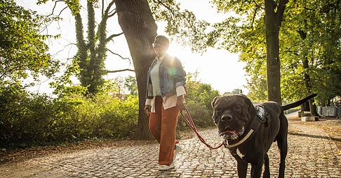 Ist die Wunschrasse erlaubt? Wann besteht Anleinpflicht? Hundebesitzer sollten sich mit den individuellen Regeln in ihrem Bundesland auseinandersetzen.