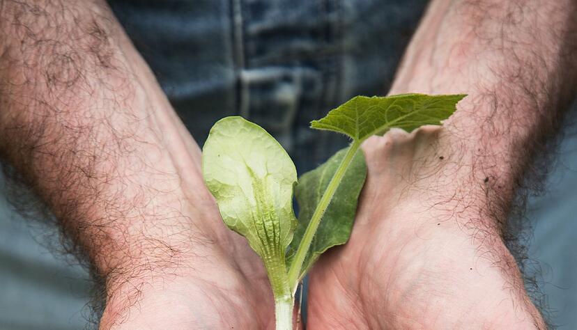 Ist die Erde gut durchwurzelt, sollten die Pflanzen vor dem Auspflanzen umgetopft werden.