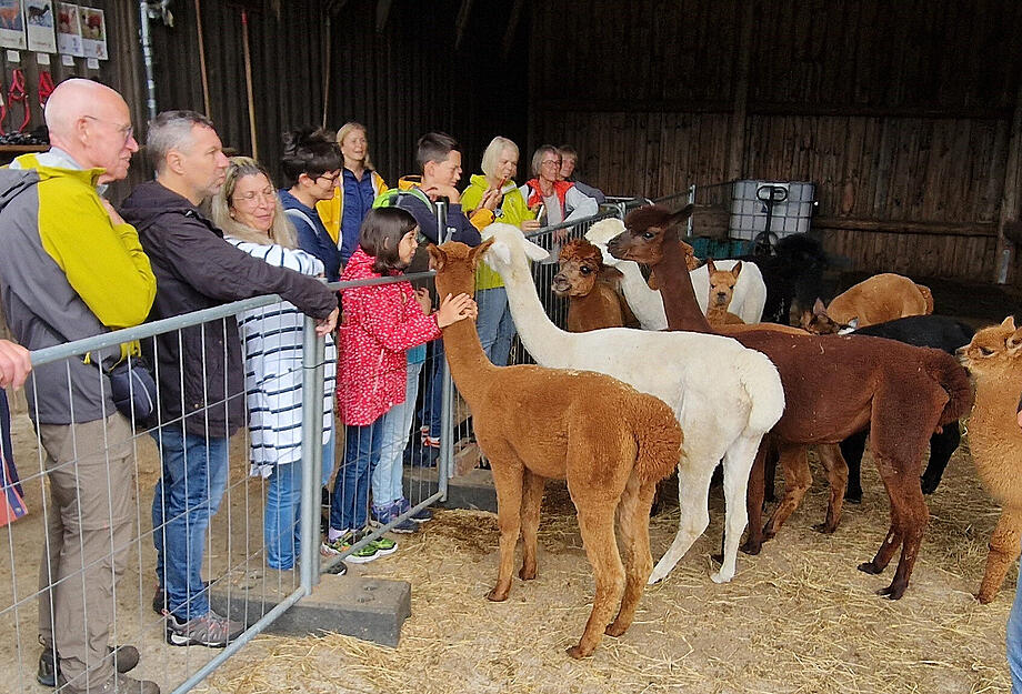 16 Teilnehmerinnen und Teilnehmer besuchten den Alpakahof Beck.