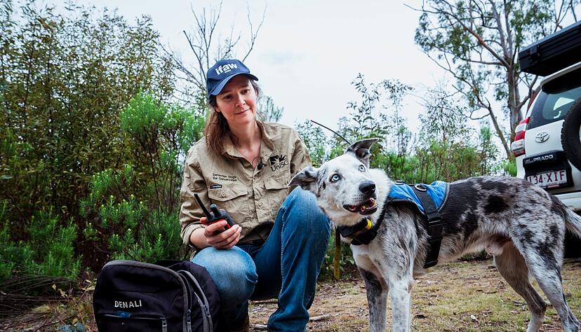 Der Australian Koolie namens Bear hat in seiner Sp&uuml;rhund-Laufbahn mehr als 100 in Not geratene Koalas aufgesp&uuml;rt. Romane Cristescu war eine seiner Hundef&uuml;hrerinnen. (Archivbild)