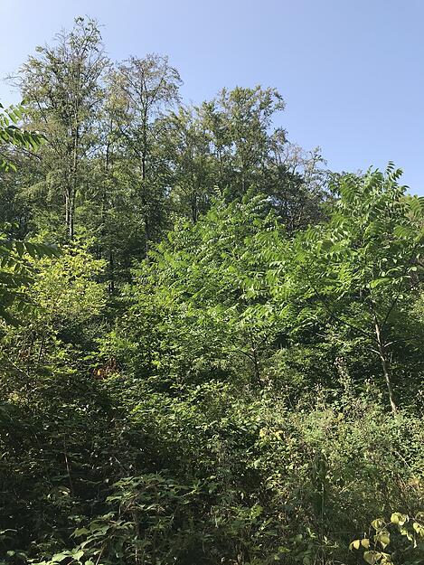 Im Hintergrund absterbende Buche, im Vordergrund gedeihen Hybrid-Nussbäume.