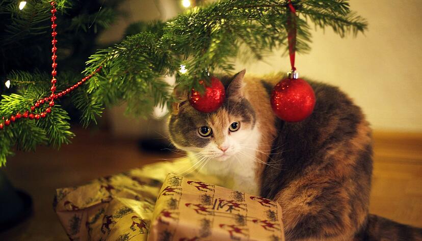 Wenn's am Weihnachtsbaum glitzert und funkelt: Katzenbesitzer sollten allerdings auf Lametta verzichten. Es kann gef&auml;hrlich f&uuml;r Darm oder Speiser&ouml;hre werden.
