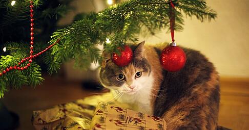 Wenn's am Weihnachtsbaum glitzert und funkelt: Katzenbesitzer sollten allerdings auf Lametta verzichten. Es kann gef&auml;hrlich f&uuml;r Darm oder Speiser&ouml;hre werden.
