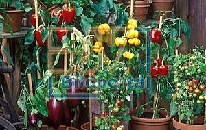 Paprika, Peperoni und Chili gedeihen im Topf. Foto: Hans Reinhard Paprika, Peperoni und Chili gedeihen im Topf. Foto: Hans Reinhard