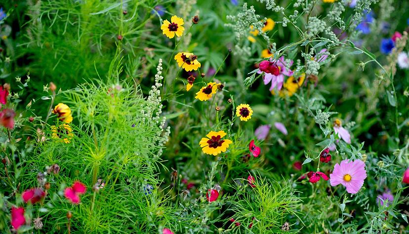 Blühende Pracht im Garten: Wer sich das wünscht, kann mit Samenbomben nachhhelfen.
