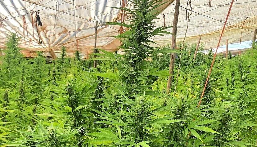 Dieses Bild zeigt einen Einblick in eine spanische Hanfplantage, zwei Wochen vor Erntebeginn. Dieses Bild zeigt einen Einblick in eine spanische Hanfplantage, zwei Wochen vor Erntebeginn.