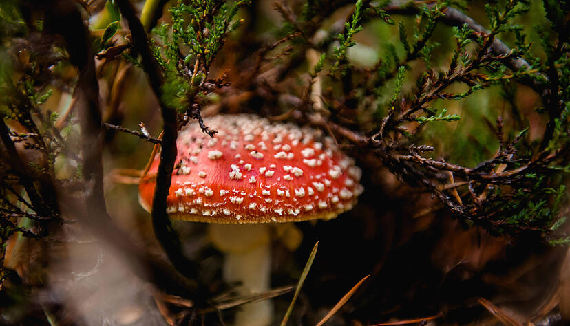 Dieser Pilz mit seiner auff&auml;lligen Kappe ist wohl einer der bekanntesten Giftlinge: Der Fliegenpilz. Zwar verursacht er selten Todesf&auml;lle, in hohen Mengen aber kann er schwere Vergiftungen hervorrufen. Er enth&auml;lt psychoaktive Substanzen, die Halluzinationen und Muskelzuckungen hervorrufen. &Uuml;brigens: Im Jahr 2022 hat es hat es der auff&auml;llige Pilz geschafft, zum "Pilz des Jahres" gek&uuml;rt zu werden.