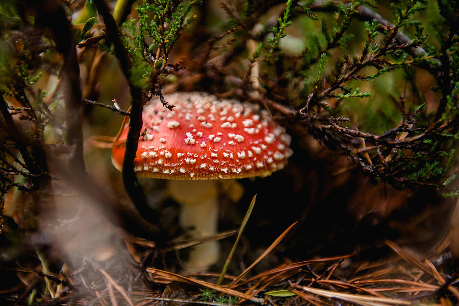 Dieser Pilz mit seiner auff&auml;lligen Kappe ist wohl einer der bekanntesten Giftlinge: Der Fliegenpilz. Zwar verursacht er selten Todesf&auml;lle, in hohen Mengen aber kann er schwere Vergiftungen hervorrufen. Er enth&auml;lt psychoaktive Substanzen, die Halluzinationen und Muskelzuckungen hervorrufen. &Uuml;brigens: Im Jahr 2022 hat es hat es der auff&auml;llige Pilz geschafft, zum "Pilz des Jahres" gek&uuml;rt zu werden.