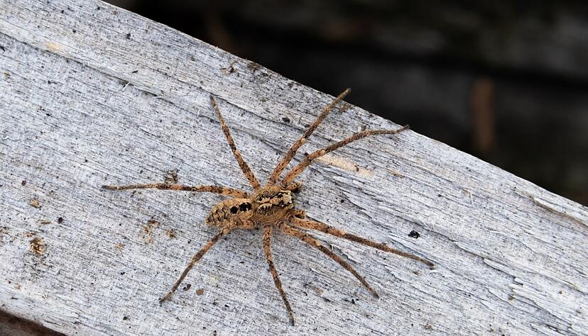 Die Nosferatu-Spinne wird inzwischen auch aus Niedersachsen gemeldet.