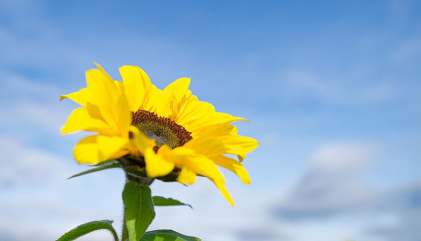 Besonders der S&uuml;den profitiert von der Wetterlage.