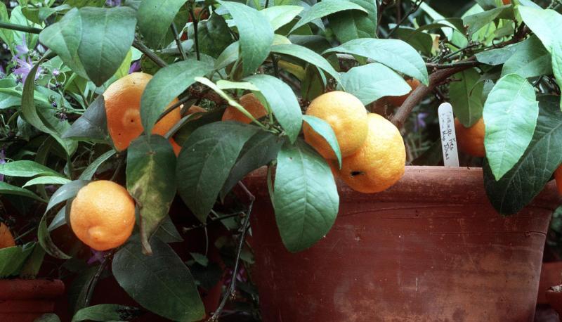 Zitruspflanzen vertragen keinen Frost und m&uuml;ssen vor der kalten Jahreszeit im Haus untergebracht werden.