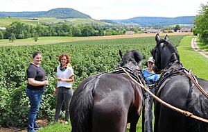 Brav warten die Pferde, als Anna Schleicher (li.) und Christine Mozer an einer Johannisbeeranlage bei Oberohrn einen Lik&ouml;r aus den Beeren kredenzen.
Fotos: Bettina Hachenberg