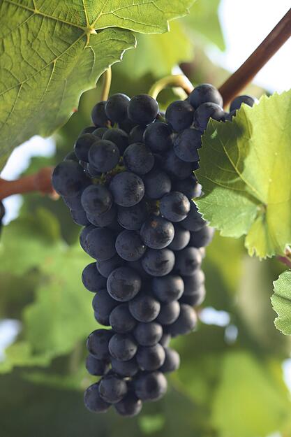 Lemberger-Beeren sind relativ klein und fest und schmecken wegen der harten Schale nicht so besonders, dafür ist der Wein um so besser. Die Sorte wurde bis weit in die Nachkriegszeit hinein fast ausschließlich als Verschnittwein für Trollinger missbraucht, weil sie ihm Farbe gibt, Kanten nimmt und Fülle verleiht. Bis heute gilt der „TL“ nicht nur in Besenwirtschaften als schwäbisches Nationalgetränk. Kein geringerer als Theodor Heuss führte den Lemberger in seiner Zeit als Bundespräsident aufs internationale Parkett. Mit der Renaissance des Holzfassausbaus und der Einführung von Barriques avancierte er zur roten Parade-Rebsorte in Württemberg. Außerhalb der Region steht der Lemberger in Deutschland nur auf wenigen ha. In Württemberg wuchs er von 350 ha im Jahr 1964 auf heute 1777 ha, Tendenz steigend.