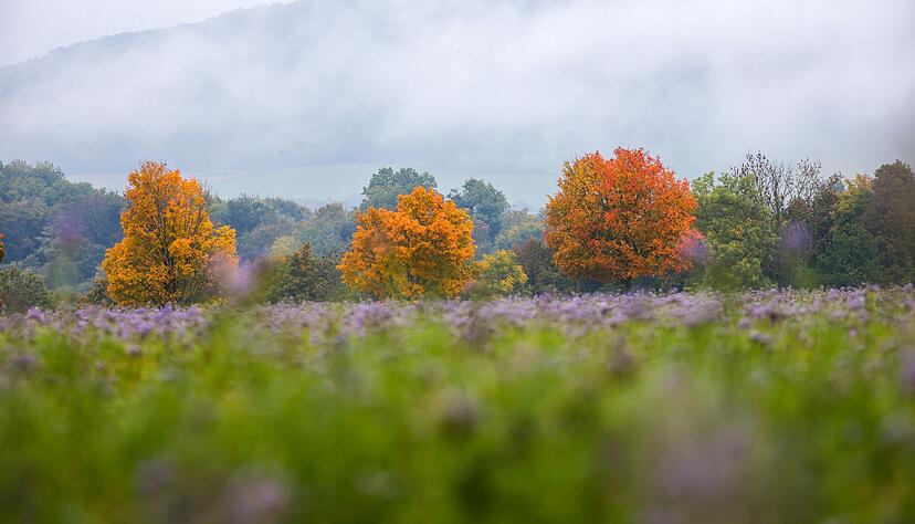 Das Laub der Bäume färbt sich überall ein. Das Laub der Bäume färbt sich überall ein.
