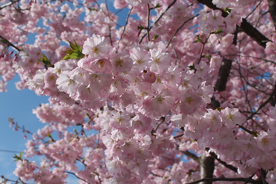 Die Magnolien geben Heilbronn im Fr&uuml;hling Farbe.
