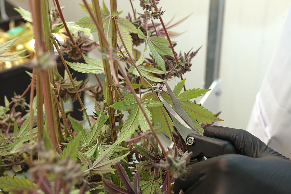 Entscheidend beim Cannabis-Anbau sind nicht die Blätter, sondern die Blüten.