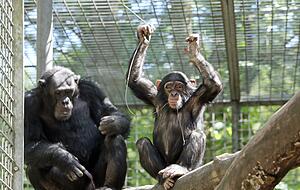 Im Leintalzoo in Schwaigern leben zahlreiche Affen und viele andere Tiere. Foto: Archiv Im Leintalzoo in Schwaigern leben zahlreiche Affen und viele andere Tiere. Foto: Archiv