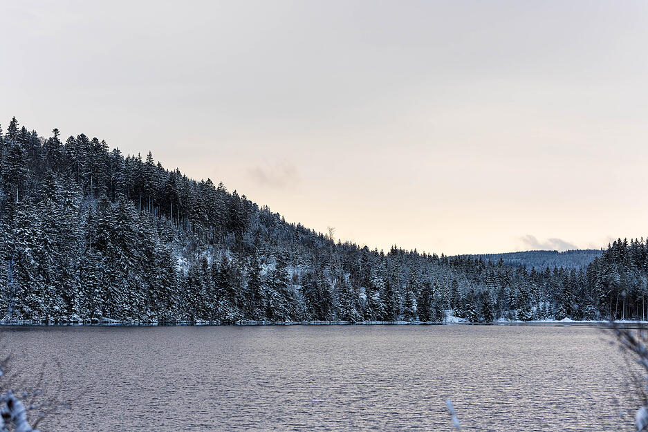 Schneebedeckte Bäume sind am Ufer des Windgfällweiher nahe Schluchsee zu sehen.